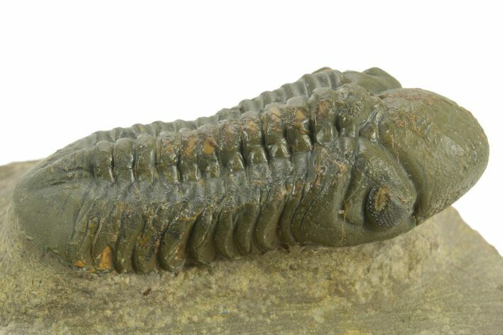 Prone Reedops Trilobite - Atchana, Morocco #376975